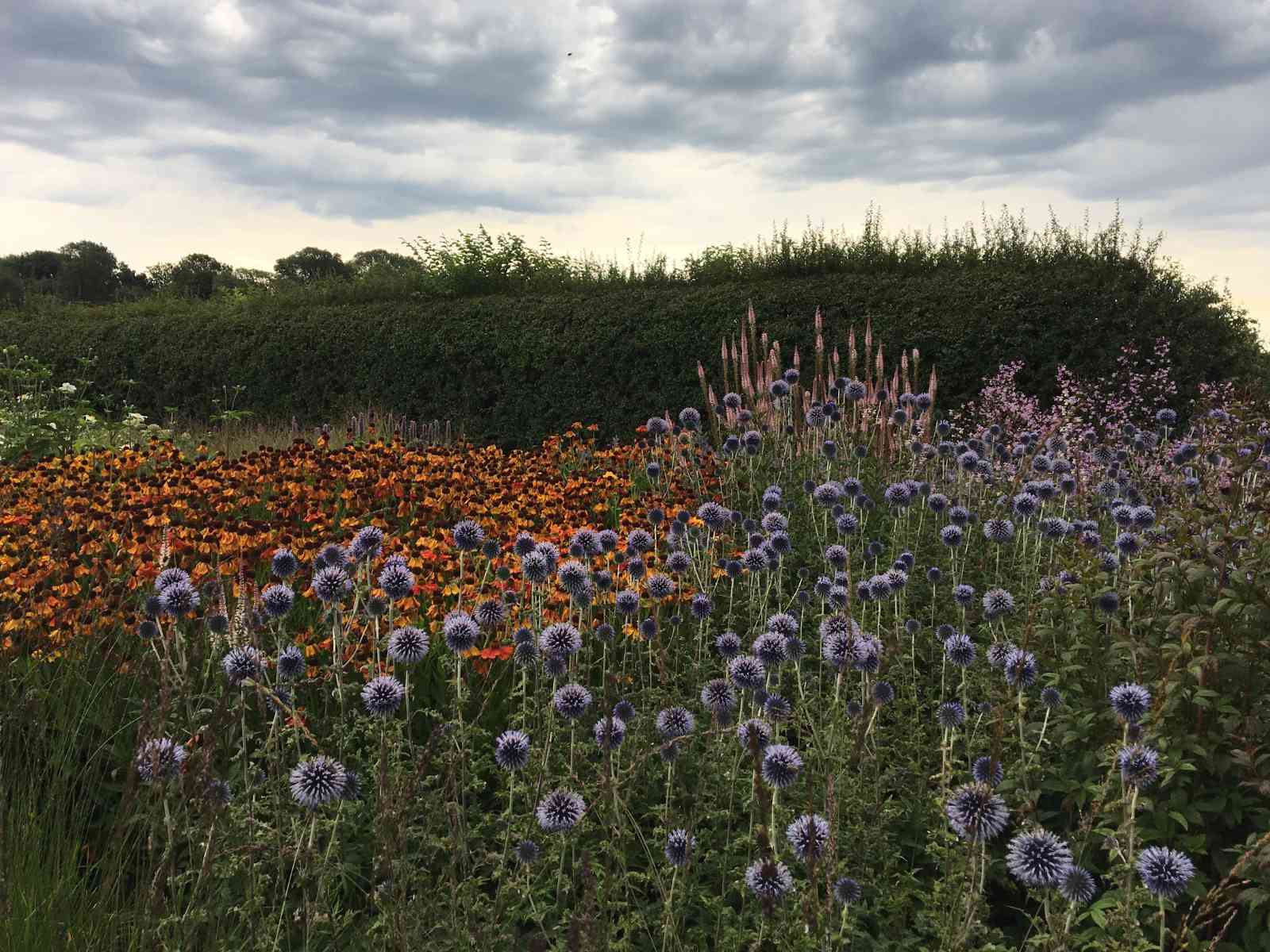 west country thistles