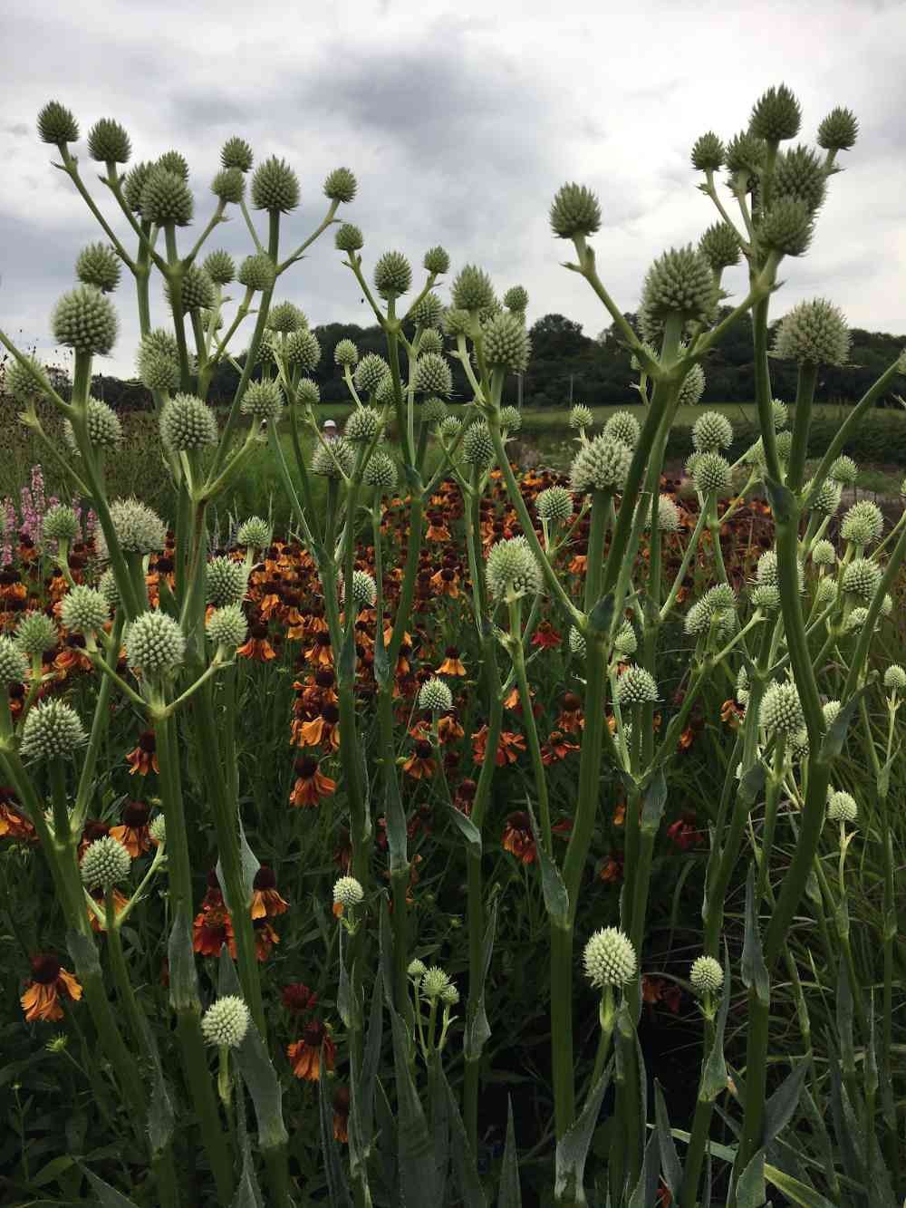thistles